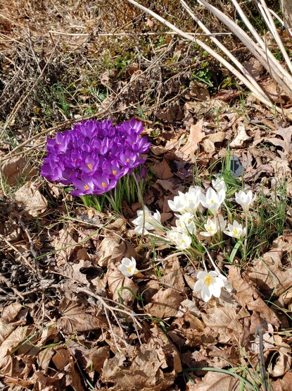 Two large clumps of crocuses, one purple and one white, popping up through dead leaves.